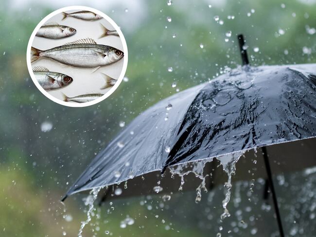 Sombrilla en medio de la lluvia junto a unos peces (Foto vía Getty Images)