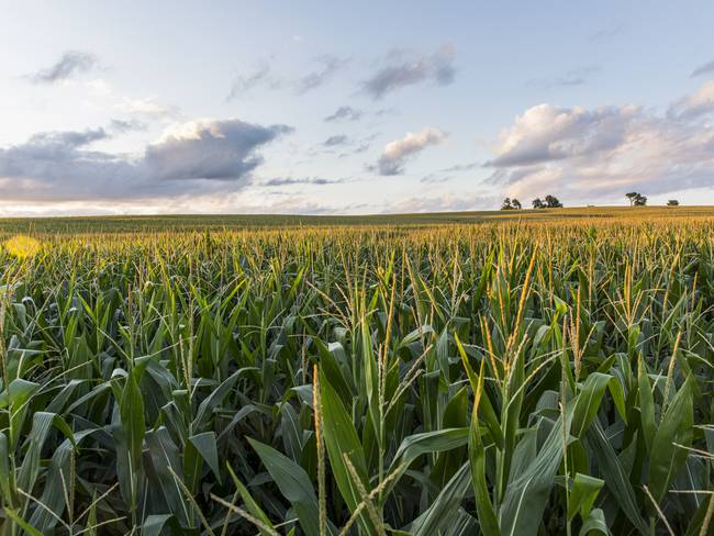 En marcha estrategia para incrementar la producción de maíz y soya en el Huila