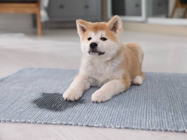 ¿Por qué no se debería usar cloro para limpiar la orina de los perros?. Foto: Getty Images