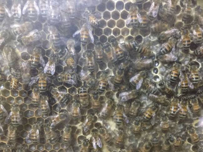 Jardín botánico del Quindío,capacitará a campesinos sobre la cría de abejas