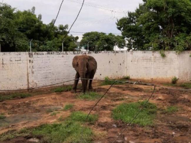 Elefantes en zoológicos de Colombia no viven en condiciones adecuadas