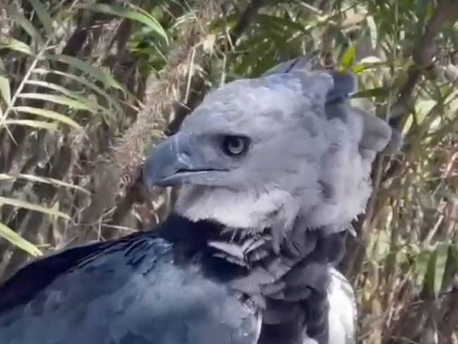 FAC apoya esfuerzos para salvar su ave insignia: el Águila Arpía