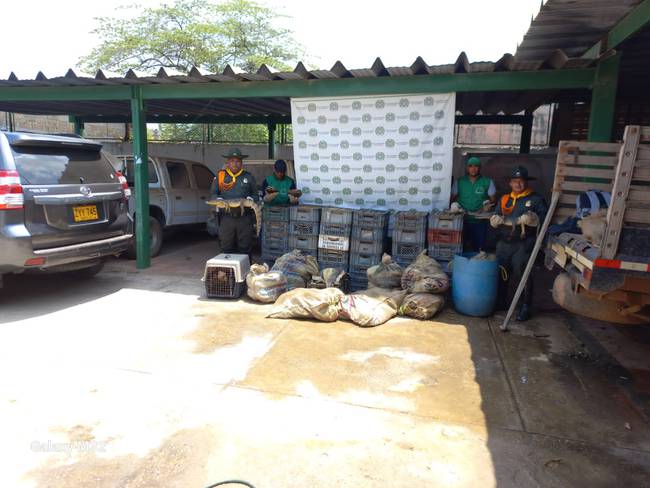 Policía recupera más de 1500 animales silvestres que iba a ser comercializados ilegalmente en Sucre