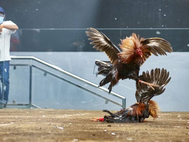Aprobado el proyecto que desincentiva las peleas de gallos en Bogotá / imagen de referencia. Foto: Getty Images