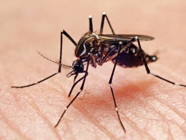 Dengue, imagen de referencia - Getty Images