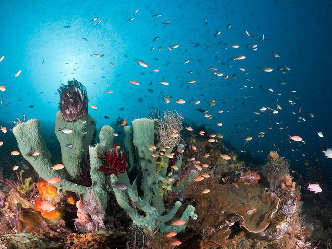 La habilidad de las esponjas de mar que tienen sorprendidos a los científicos // Getty Images