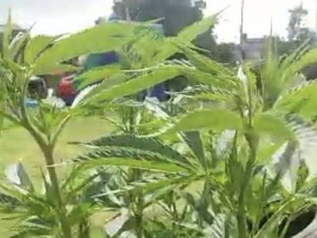 Denuncian aparición de matas de marihuana en cultivos urbanos en Bogotá 