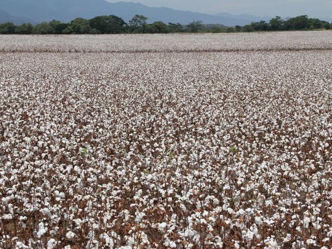 El algodón, un cultivo que comienza a reactivarse en Colombia