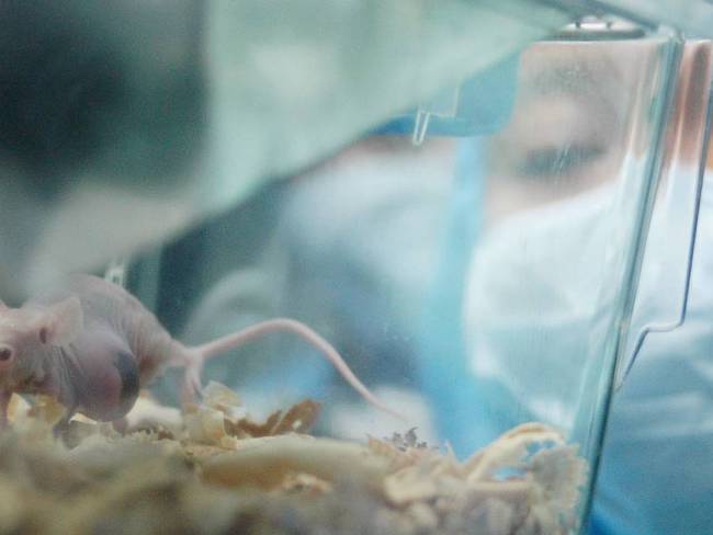 Ratas utilizadas para experimentación. Foto: Getty