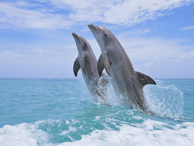 Delfines saltando en el mar de las Islas de la Bahía en Honduras / Foto: GettyImages