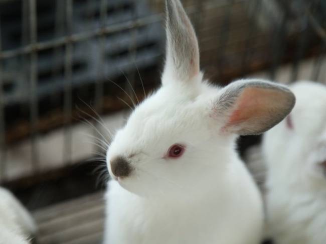 Cría de conejos En pandemia aumentó la compra de conejos como mascotas : En  pandemia aumentó la compra de conejos como mascotas