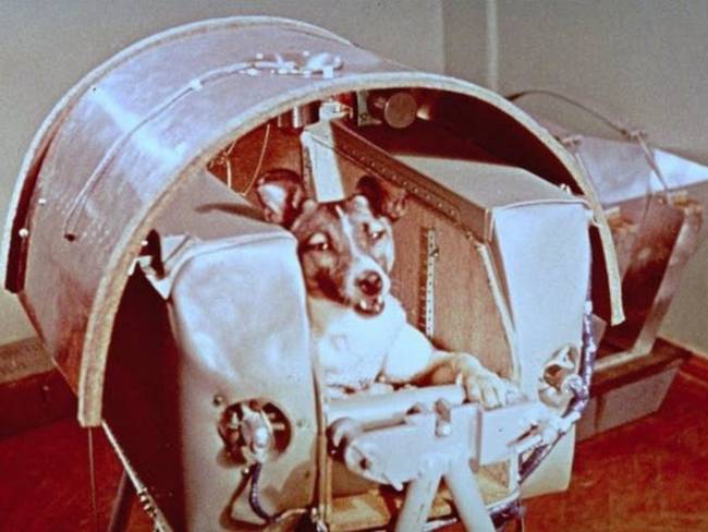 La perra Laika, antes del lanzamiento en el Sputnik 2 / Cortesía: NASA