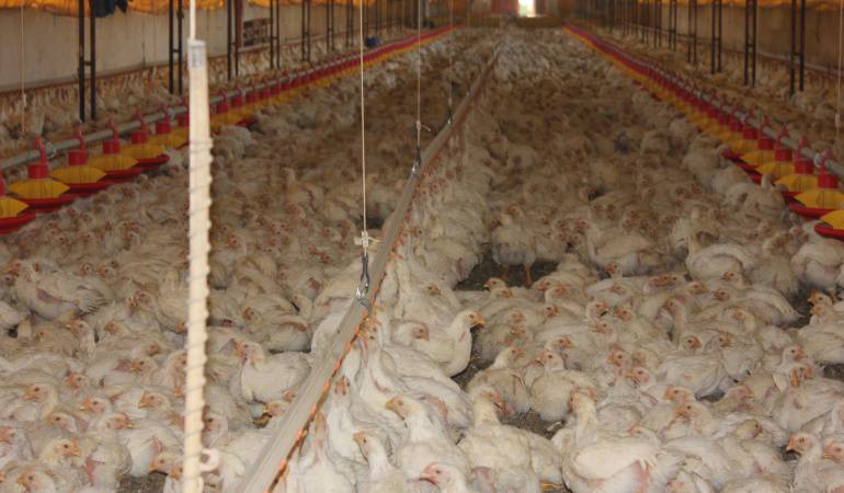 Avicultura carne nutrición ¿Es mejor comer pollo o gallina? : ¿Es mejor  comer pollo o gallina?
