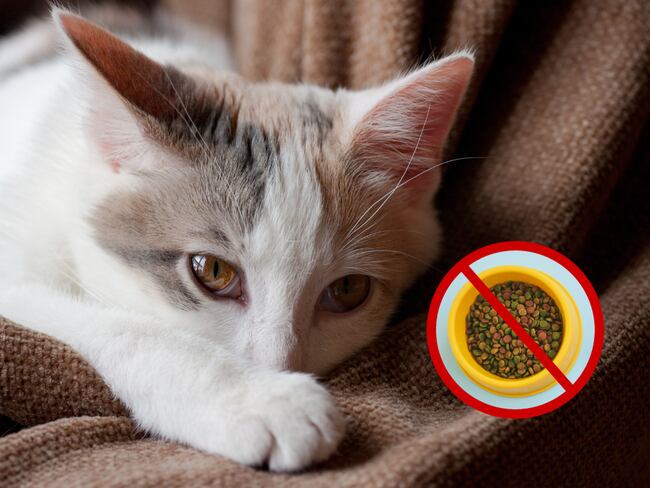 Gato enfermo y sin energía. De fondo un plato de comida felina con un símbolo de prohibido (Fotos vía Getty Images)