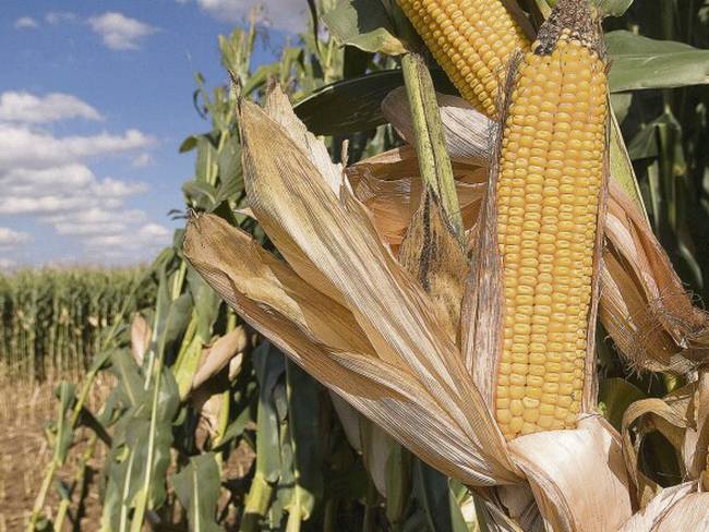 El Huila proyecta aumentar su producción de maíz