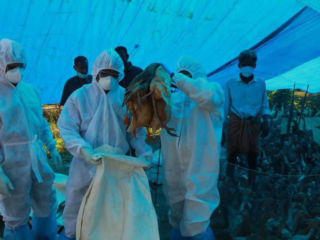 Las autoridades sanitarias chinas desarrollan controles para frenar la gripe aviar H5N6.              Foto: Getty