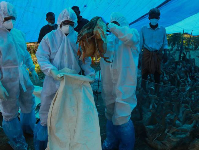 Durante el 2021, las autoridades sanitarias indias han detectado varios brotes de gripe aviar.