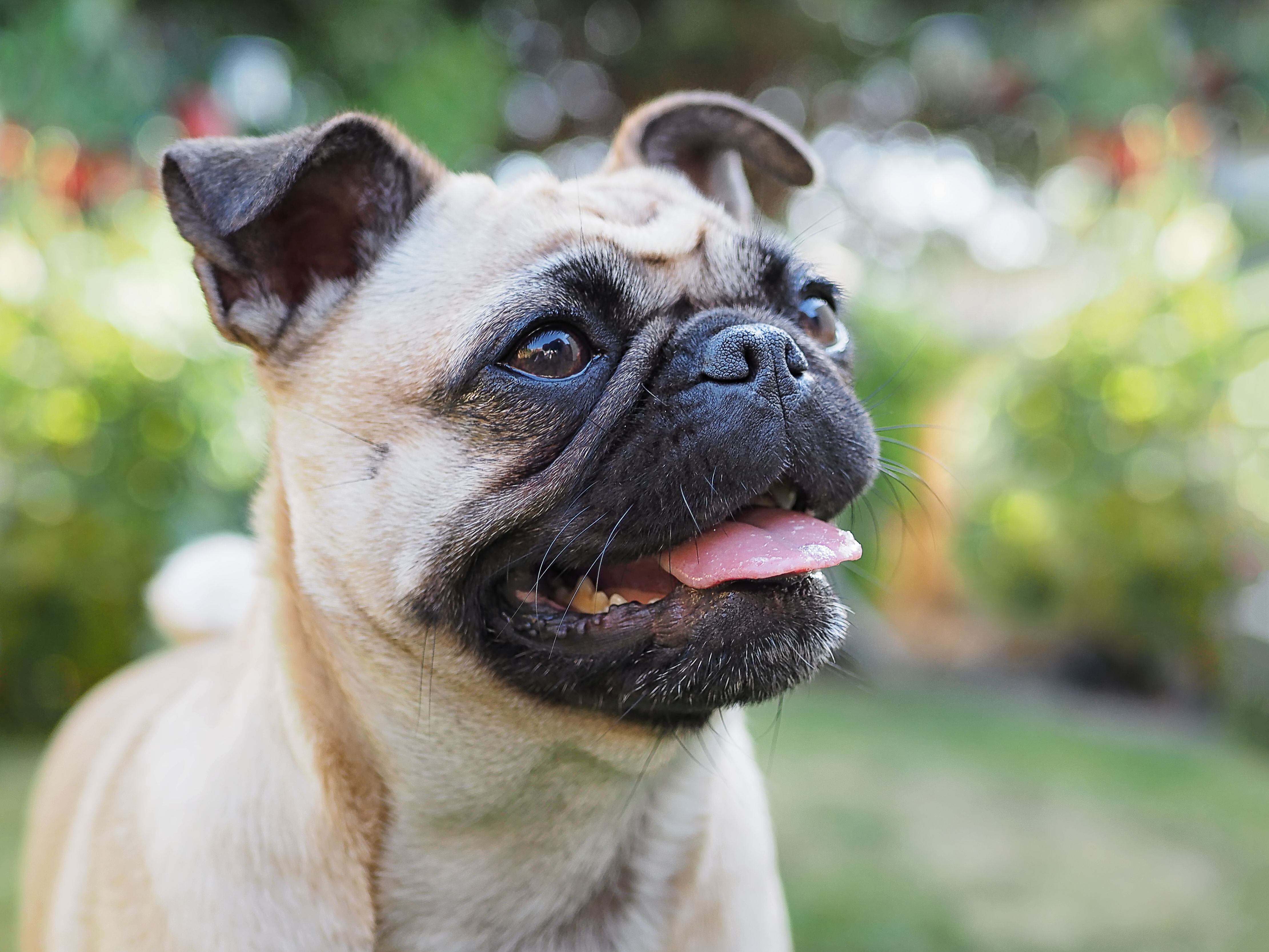 Perro raza Pug en el parque (Foto vía Getty Images)