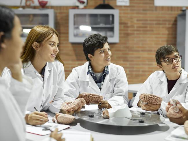 Estudiantes aprendiendo sobre la anatomía del cerebro en clase de anatomía (Foto vía Getty Images)
