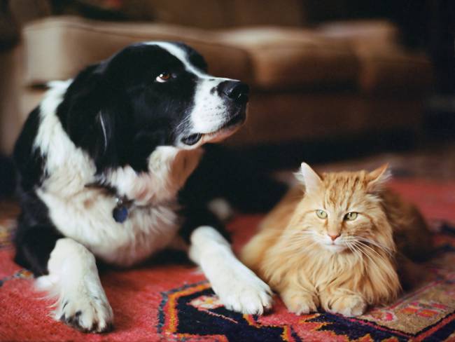 Perros y gatos / Getty Images