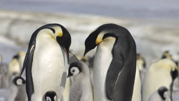 MADRID, 24/08/2023.- La pérdida de hielo marino está provocando efectos catastróficos entre las colonias de pingüinos emperador en la Antártida y un fracaso reproductivo sin precedentes, y las predicciones apuntan que más del 90 por ciento de las colonias estarán casi extintas a finales del siglo. Investigadores del British Antarctic Survey publicaron hoy los resultados de un nuevo estudio sobre las colonias de pingüinos emperador en Nature Communications Earth & Environment. EFE/Peter Fretwell/British Antarctic Survey -SÓLO USO EDITORIAL / SÓLO DISPONIBLE PARA ILUSTRAR LA NOTICIA QUE ACOMPAÑA (CRÉDITO OBLIGATORIO-