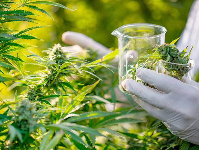En Toca, empresa de cultivo de cannabis medicinal recibe certificación