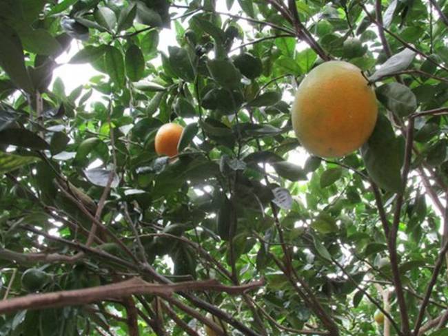 Cuarentena a cultivos de limón en La Guajira