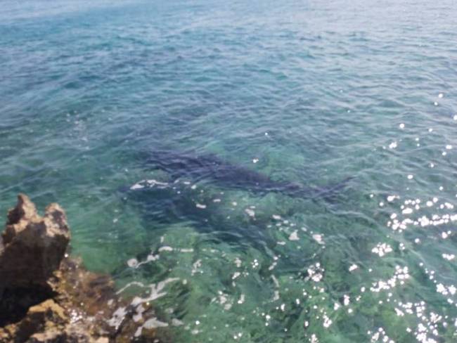 Avistamiento de Tiburón Tigre en zona costera de San Andrés. Foto: Cortesía Coralina. 