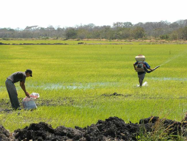 Agricultores del Huila, a la espera que precio de los insumos bajen antes de cerrar el 2022.