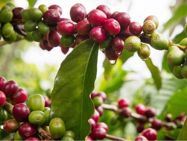 Cultivos de café colombiano - Imagen de archivo - FNC