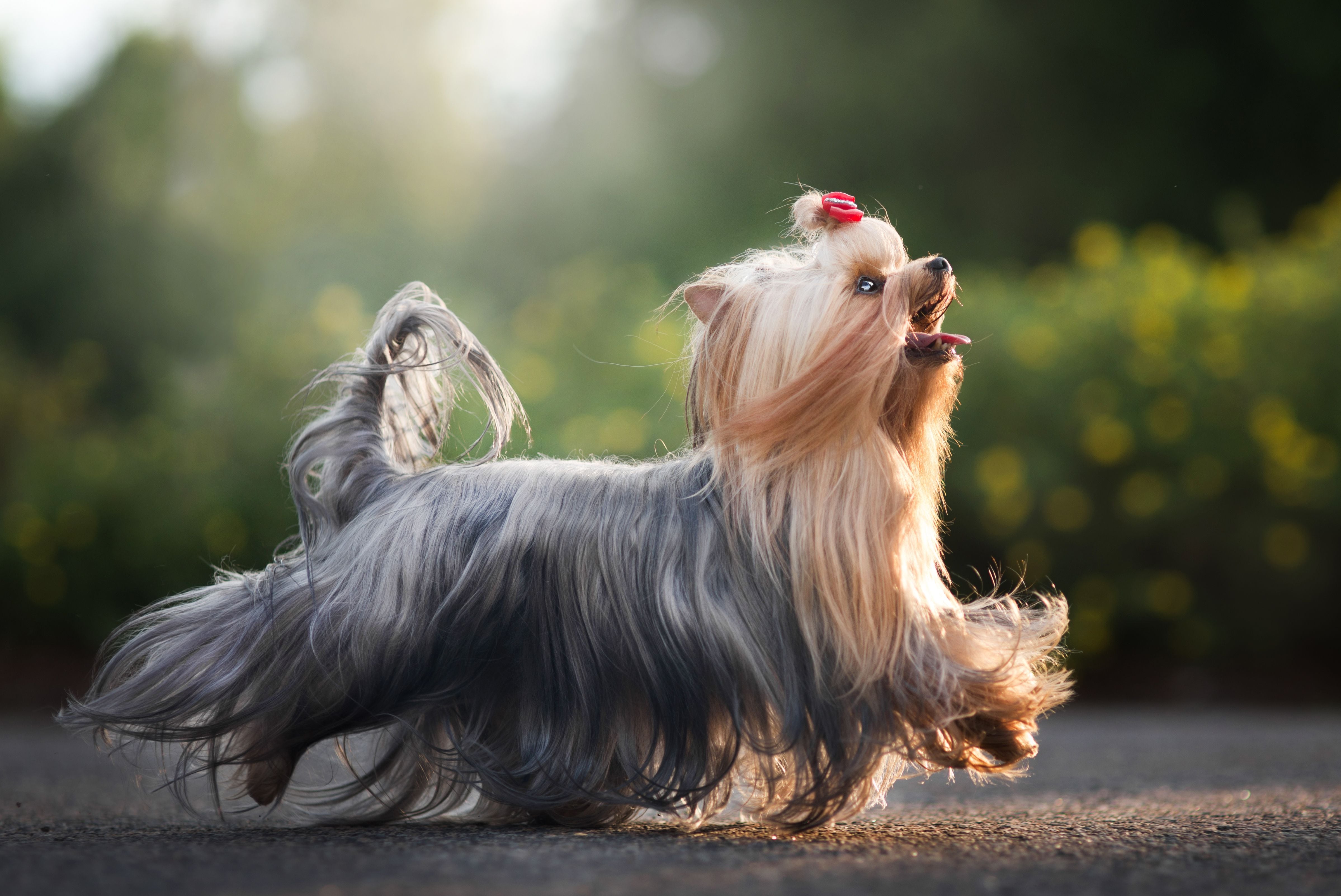 Perro de raza Yorkshire terrier caminando por una calle (Vía Getty Images)