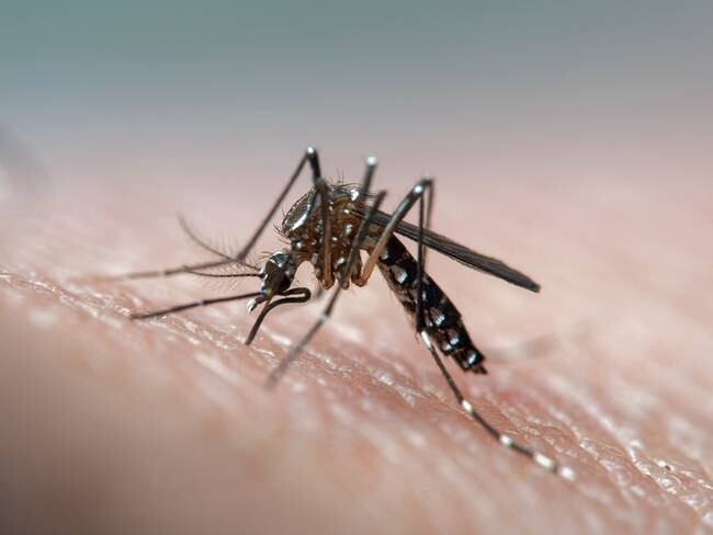 Mosquito que produce dengue. Foto: Getty Images