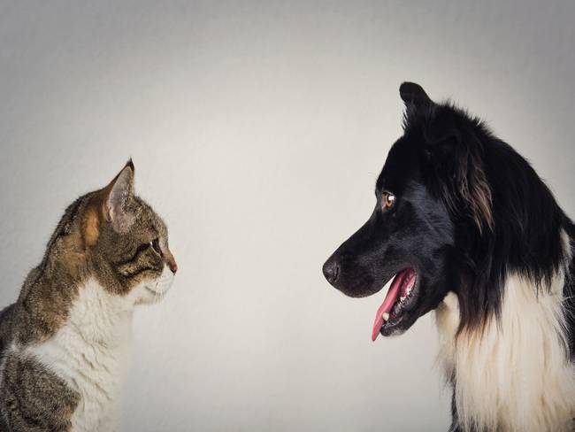 Convivencia entre perros y gatos - Getty Images