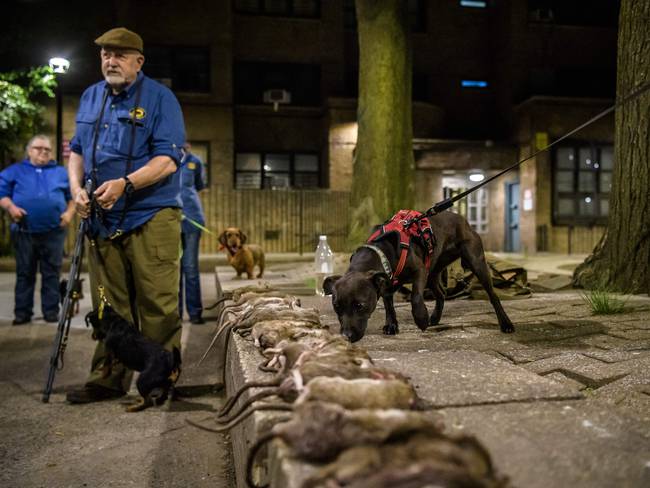 Ciudad de Nueva York busca &quot;jefe anti-ratas&quot; para acabar con 2 millones de roedores