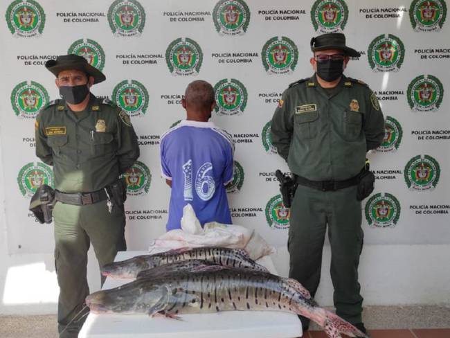 La Policía sorprendió al detenido con 20 kilos de esta especie en vía de extinción