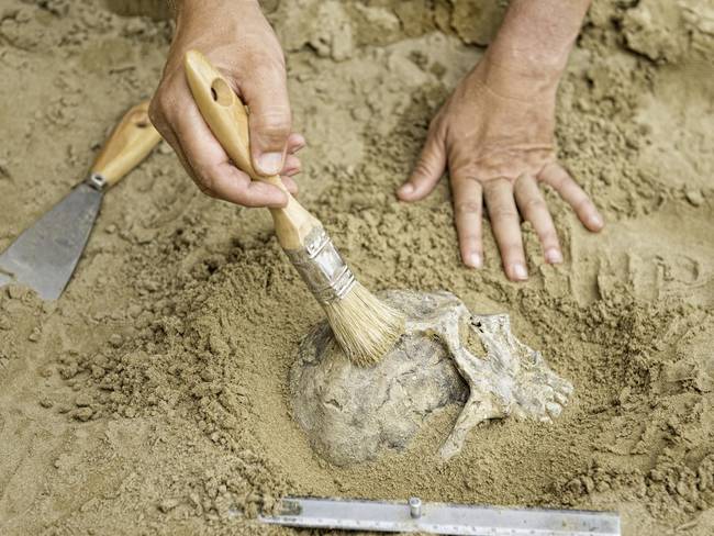 Manos de un antropólogo que revelan el cráneo humano de la suciedad / Getty Images