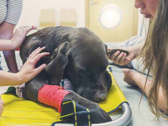 Familia alrededor de su perro, mientras están en el veterinario (Getty Images)