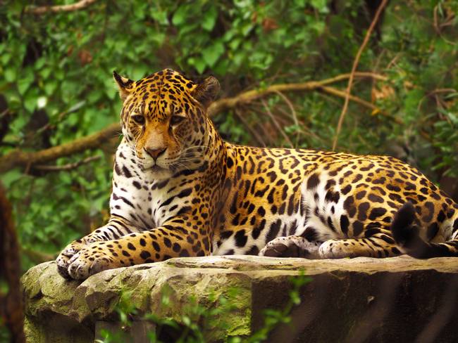 No más jaguares muertos en la selvas de Colombia
