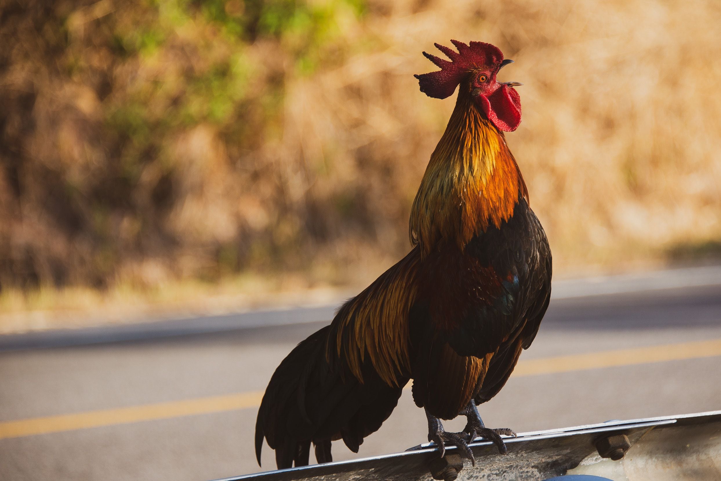 Qué significa que un gallo cante a las 12 de la noche? Le contamos |  Tendencias | Caracol Radio