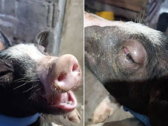 El ICA realiza controles contra la peste porcina clásica en Bolívar