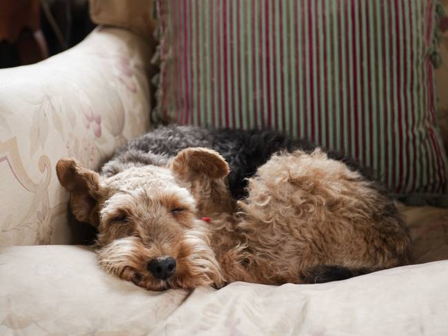 Perro acostado en el sofá de la casa durmiendo (Getty Images)