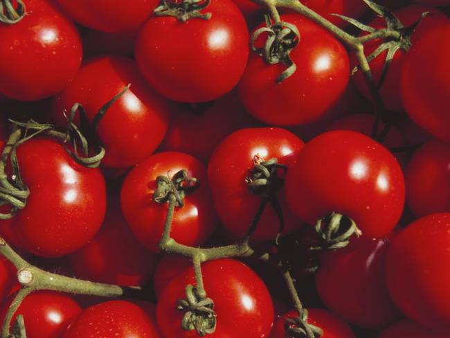 Cómo cultivan tomates en un contenedor