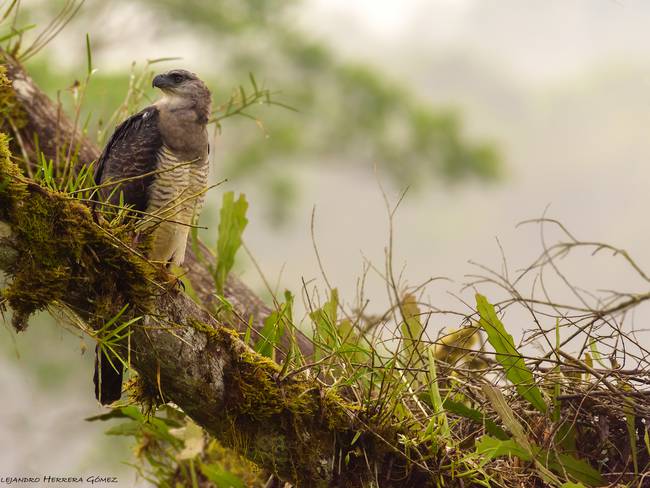 Registran el primer nacimiento para Colombia de un águila llamada Harpía  Menor