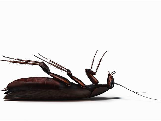 ¿Por qué casi siempre que encuentras una cucaracha muerta está patas para arriba?. Foto: Getty Images