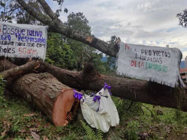 Tala árboles Piedecuesta construcción campamento daño ambiental Comunidad  rechaza tala de árboles en Piedecuesta : Comunidad rechaza tala de árboles  en Piedecuesta