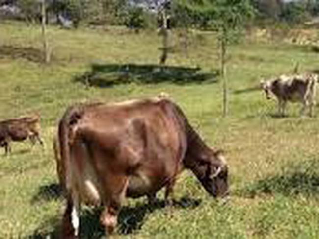 Más de 450 mil cabezas de ganado en el Huila.