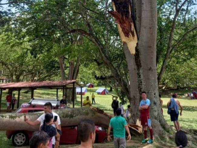 La rama de un árbol pudo causar tragedia en Cajasan