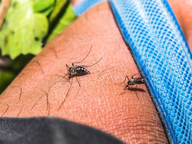 Mosquitos de raza Aedes , transmisor de distintos virus como dengue, chikunguña y zika. 
(Foto: Soumyabrata Roy/NurPhoto via Getty Images)