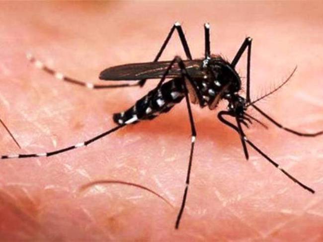 El zika dejó 60 recién nacidos con microcefalia en el país
