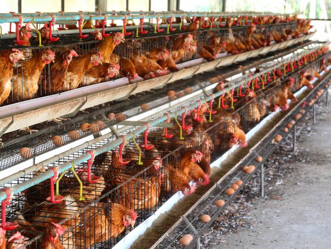 Sucre toma medidas para impedir la propagación de la influenza o gripe aviar